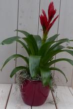 Bromelia rode pot 30 cm, Huis en Inrichting, Kamerplanten, Verzenden