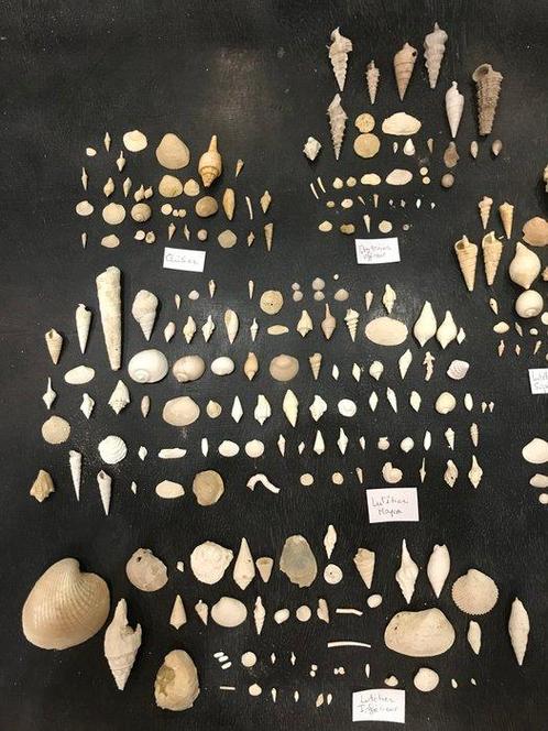 Kavel met uitgebreide collectie fossielen uit het Eoceen uit, Verzamelen, Mineralen en Fossielen
