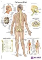 Anatomie poster zenuwstelsel (Nederlands/Latijn, papier, ..., Verzenden, Nieuw