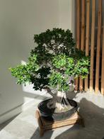 Ficus ginseng bonsai - Hoogte (boom): 140 cm - Diepte, Antiek en Kunst