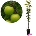 Appelboom Granny Smith, Tuin en Terras, Planten | Fruitbomen, Verzenden, Volle zon