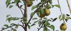 Fruitbomen stuik in pot gekweek, peer appel, pruim fruitboom