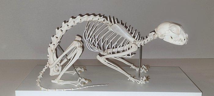 Manul of Pallaskatze Volledig skelet met schedel -, Antiek en Kunst, Curiosa en Brocante