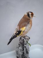 Siberische goudvink Taxidermie volledige montage - Carduelis, Verzamelen, Nieuw