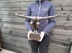 Beeld, Large Olympian Man 49cm - 32 cm - Hars, Antiek en Kunst