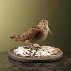 Houtsnip Taxidermie Opgezette Dieren By Max, Verzamelen, Dierenverzamelingen, Ophalen of Verzenden, Nieuw, Vogel, Opgezet dier