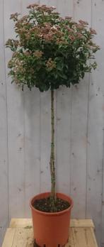 Viburnum Tinus stamhoogte 70 cm en hoogte 150 cm - Warentuin, Tuin en Terras, Planten | Bomen, Verzenden
