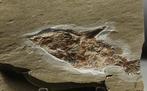 Fijnste fossiele vis op steen - Geen restauratie -, Verzamelen, Mineralen en Fossielen
