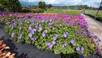 Geranium Bloom Me Away (Blauwpaars, Herfstplanten kopen?), Tuin en Terras, Bodembedekkers, Volle zon, Vaste plant, Ophalen of Verzenden