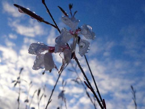 Gaura lindheimeri 'Whirling Butterflies' Prachtkaars, P9, Tuin en Terras, Planten | Tuinplanten, Vaste plant, Volle zon, Zomer
