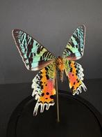 Vlinder Taxidermie volledige montage - Urania Ripheus - 18, Nieuw