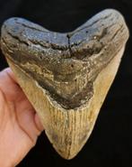 Megalodon - Fossiele tand - very heavy robust Carcharocles, Verzamelen