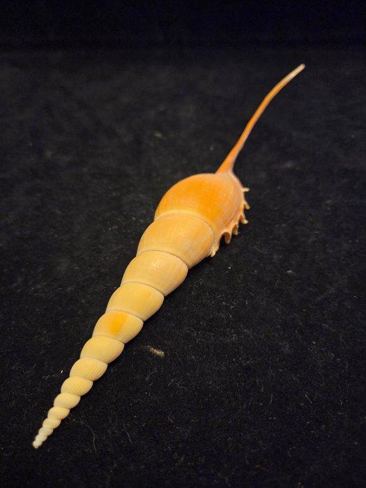 Zeeslak Zeeschelp - M-908 TIBIA FUSUS (Zonder Minimumprijs), Verzamelen, Dierenverzamelingen