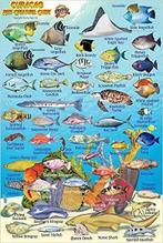 Duikkaart Curaçao Reef Creatures Guide (MiniCard) | Franko, Nieuw, Verzenden