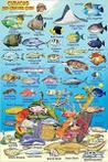 Duikkaart Curaçao Reef Creatures Guide (MiniCard) | Franko