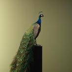 Pauw Taxidermie volledige montage - Pavo cristatus - 175 cm, Nieuw