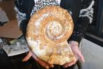 Ammoniet - Gefossiliseerd dier - géante Euaspidoceras, Verzamelen