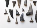 Verzameling van 30 haaientanden (verschillende soorten) -, Verzamelen, Mineralen en Fossielen