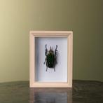 Mecynorhina Kever in Lijst, Verzamelen, Dierenverzamelingen, Ophalen of Verzenden, Nieuw, Insect, Opgezet dier