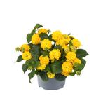 Lantana - Geel, Ophalen of Verzenden