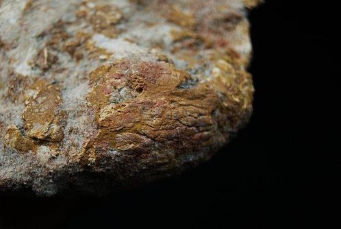 Intrigerende Coproliet uit het Boven-Krijt met visresten -, Verzamelen, Mineralen en Fossielen