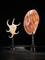 Prachtige set grote schelpen - Melo Amphora Shell & Spider