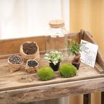 Planten terrarium - Little Milky + Led lamp  25 cm, Verzenden