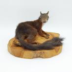 Young Red Squirrel - No Reserve - Taxidermie volledige, Nieuw