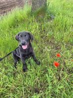 Houtskool grijs Labrador reutje gezond, sociaal, in training, 8 tot 15 weken, Parvo, Labrador retriever, Fokker | Professioneel