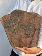 Crinoide - Gefossiliseerd dier - 30 cm, Verzamelen, Mineralen en Fossielen