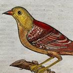 Conrad Gesner - Vogelbuch - 1598