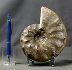 Ongebruikelijke Trias Ammoniet met specifieke sutuurlijnen.