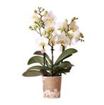 Kolibri Orchids | Witte phalaenopsis orchidee - Lausanne - p, Verzenden