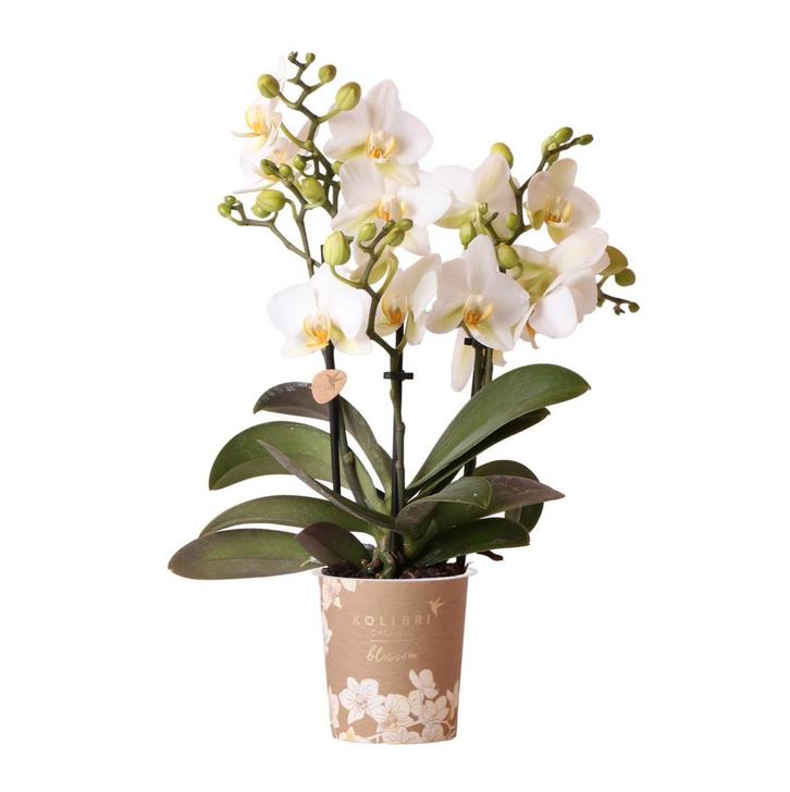 Kolibri Orchids | Witte phalaenopsis orchidee - Lausanne - p, Tuin en Terras, Bloembollen en Zaden, Verzenden