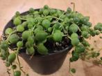 Senecio Rowleyanus Erwtenplant hangplant - Warentuin Natuurl, Huis en Inrichting, Kamerplanten, Verzenden