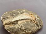 Vis - Fossiel skelet - Placoderm bone - 9.5 cm