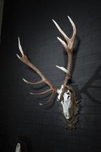 Large Red Stag Trophy Schedel - Cervus elaphus - 75 cm - 130, Verzamelen, Dierenverzamelingen, Nieuw