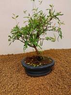 Dwerg granaatappel bonsai (Punica granatum) - Hoogte (boom):, Antiek en Kunst