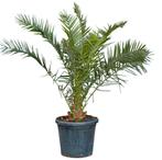 2 stuks! Dadelpalm Phoenix canariensis 137,5 cm, Tuin en Terras, Planten | Bomen, Verzenden