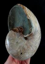 Uitstekende nacara-nautilus!!! - Gefossiliseerd dier -, Verzamelen, Mineralen en Fossielen