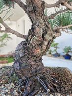 Black Pine Thumbergii Bonsai - Verzamelstuk - Hoogte (boom):