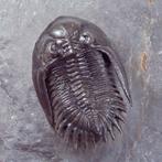 Trilobiet - Fossiel rugschild - Mrakibina cattoi - Flying