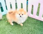 Schattige pomeranian pomeriaan pups Nederlands nestje