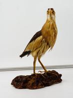 Slobberzanger Taxidermie volledige montage - Ixobrychus, Verzamelen, Nieuw