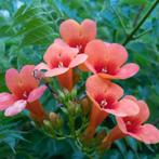 Campsis Radicans Flamenco - 60-80 cm, Tuin en Terras, Planten | Tuinplanten, Ophalen of Verzenden
