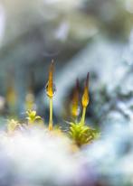 Inna Etuvgi - FOREST MOSSY SOUL - Studio Trial Edition (ST