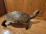 Schildpad Taxidermie volledige montage - Testudinata - with, Nieuw