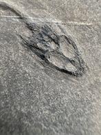 juveniele Keichousaurus - Gefossiliseerd dier -