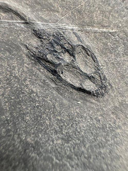 juveniele Keichousaurus - Gefossiliseerd dier -, Verzamelen, Mineralen en Fossielen