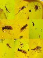 Barnsteen - 100 pieces of insect amber, Burmese amber, sold